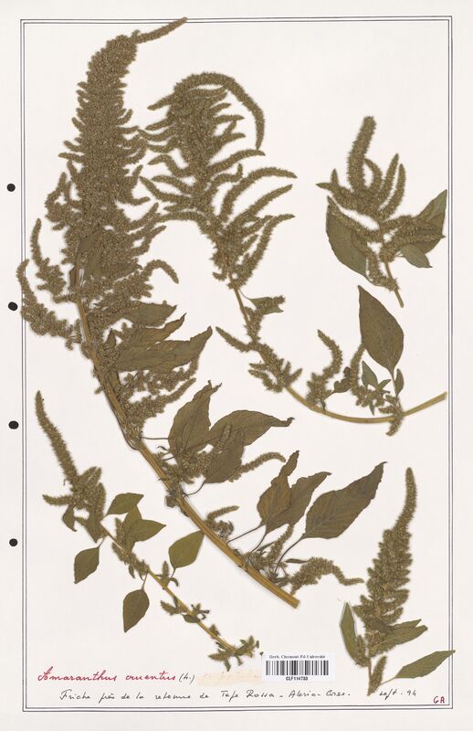 Amaranthus cruentus  (Amanrathacees)