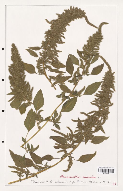 Amaranthus cruentus  (Amanrathacees)