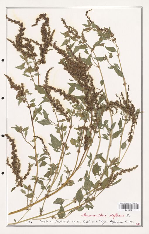 Amaranthus deflexus  (Amanrathacees)