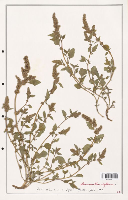 Amaranthus deflexus  (Amanrathacees)