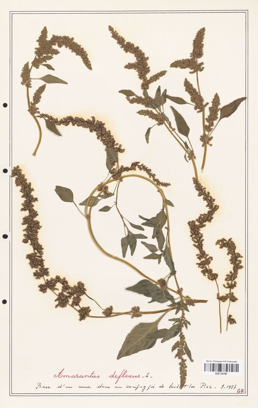 Amaranthus deflexus  (Amanrathacees)