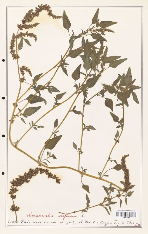 Amaranthus deflexus  (Amanrathacees)