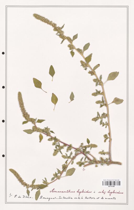 Amaranthus hybridus  (Amanrathacees)