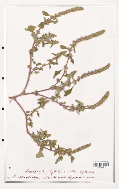 Amaranthus hybridus  (Amanrathacees)