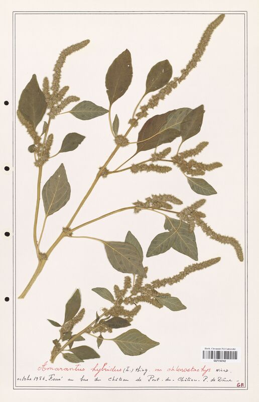 Amaranthus hybridus  (Amanrathacees)