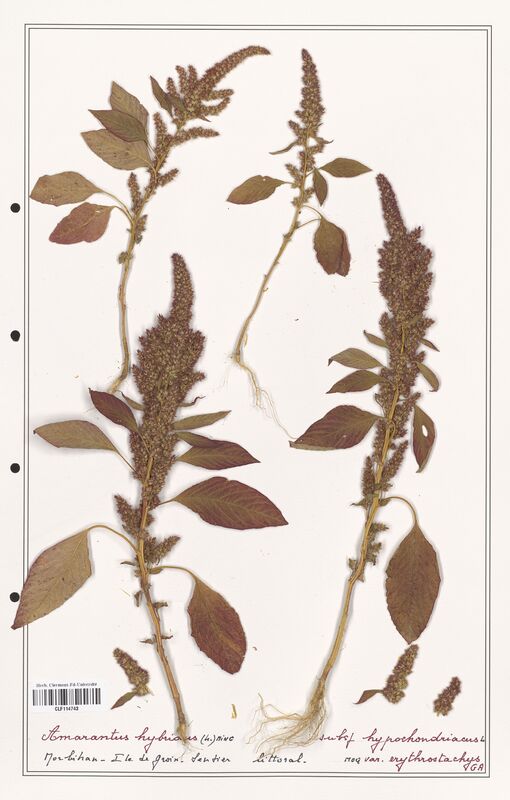 Amaranthus hybridus  (Amanrathacees)