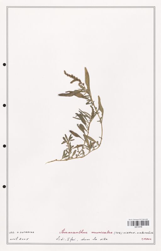 Amaranthus muricatus  (Amanrathacees)