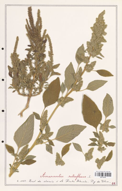 Amaranthus retroflexus  (Amanrathacees)