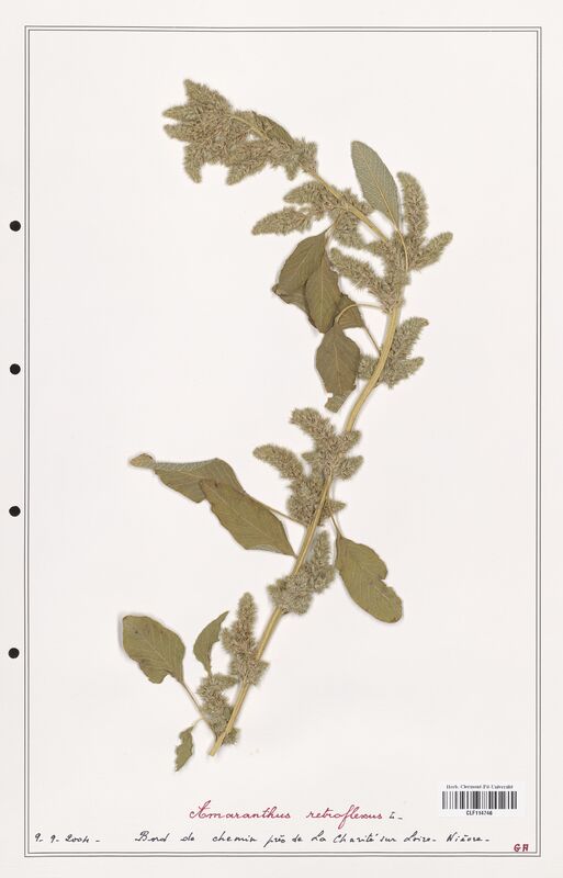 Amaranthus retroflexus  (Amanrathacees)
