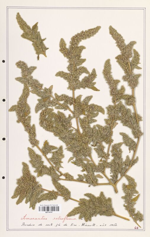 Amaranthus retroflexus  (Amanrathacees)