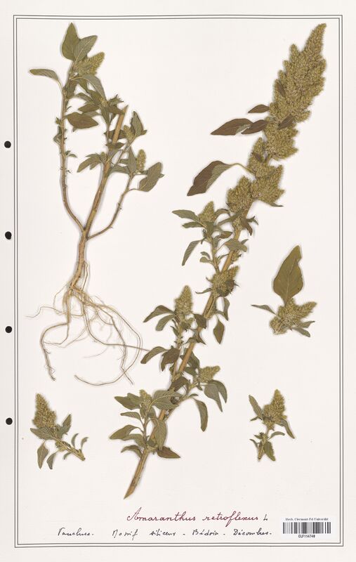 Amaranthus retroflexus  (Amanrathacees)