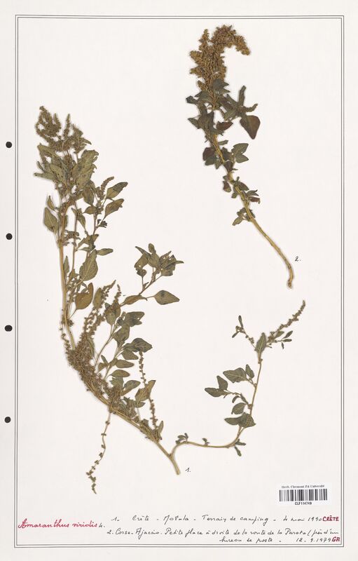 Amaranthus viridis  (Amanrathacees)