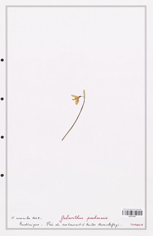 Galanthus peshmenii  (Amarylidacees)