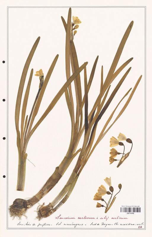 Leucoium aestivum  (Amarylidacees)