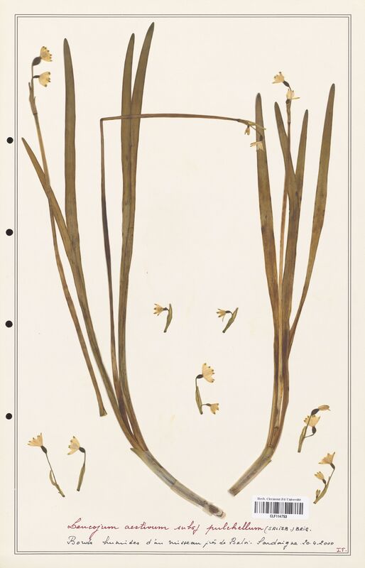 Leucojum aestivum  (Amarylidacees)