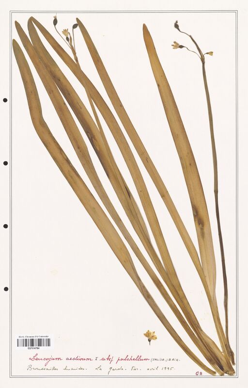 Leucojum aestivum  (Amarylidacees)