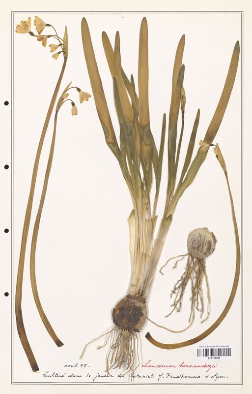 Leucoium hernandezii  (Amarylidacees)