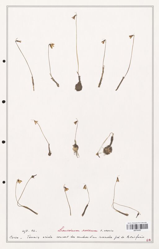 Leucoium roseum  (Amarylidacees)