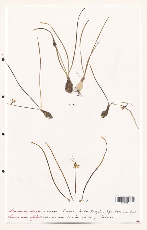 Leucoium nicaense  (Amarylidacees)