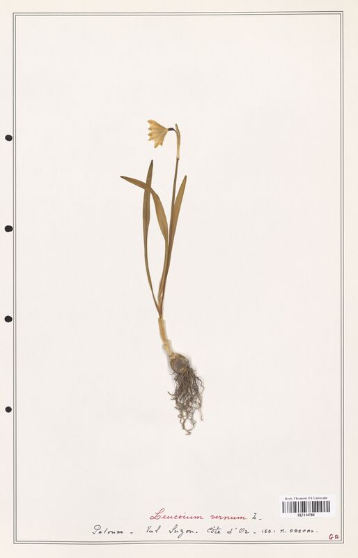 Leucoium vernum  (Amarylidacees)