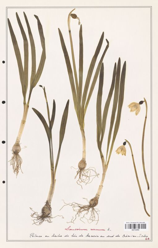 Leucoium vernum  (Amarylidacees)