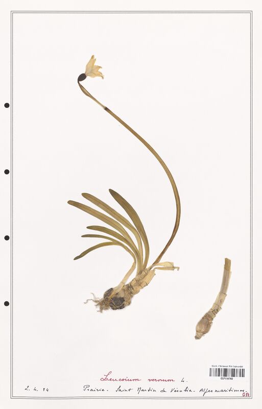 Leucoium vernum  (Amarylidacees)