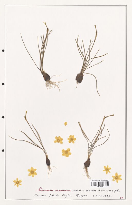 Narcissus assoanus  (Amarylidacees)