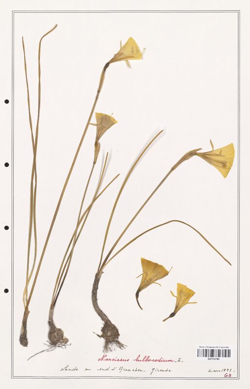 Narcissus bulbocodium  (Amarylidacees)