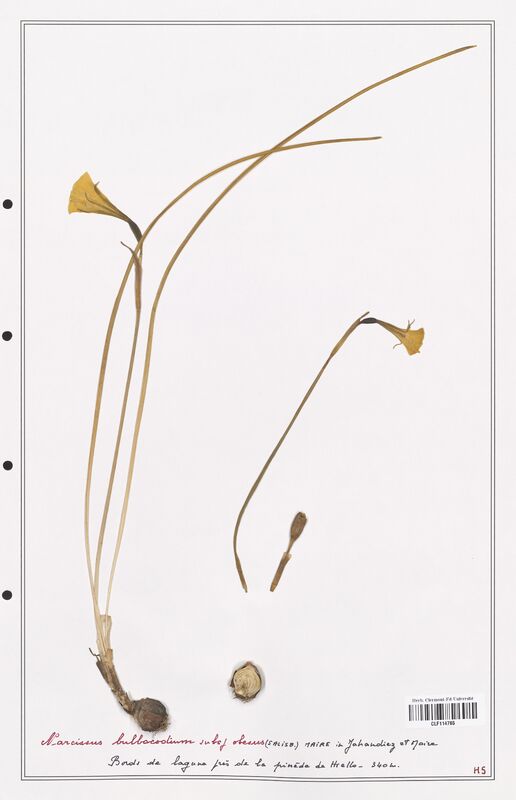 Narcissus bulbocodium  (Amarylidacees)