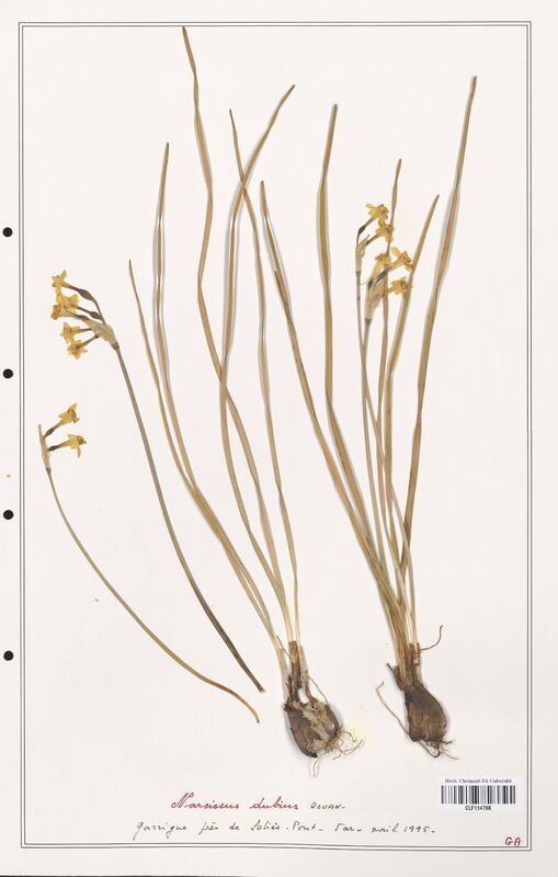 Narcissus dubius  (Amarylidacees)