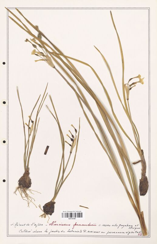 Narcissus fernandesii  (Amarylidacees)