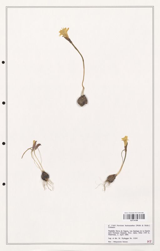 Narcissus hedraeanthus  (Amarylidacees)