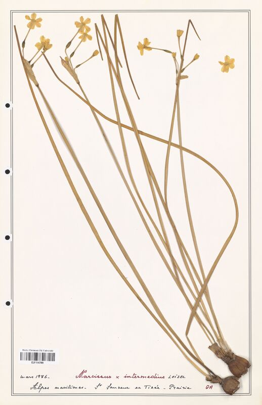 Narcissus x_intermedius  (Amarylidacees)