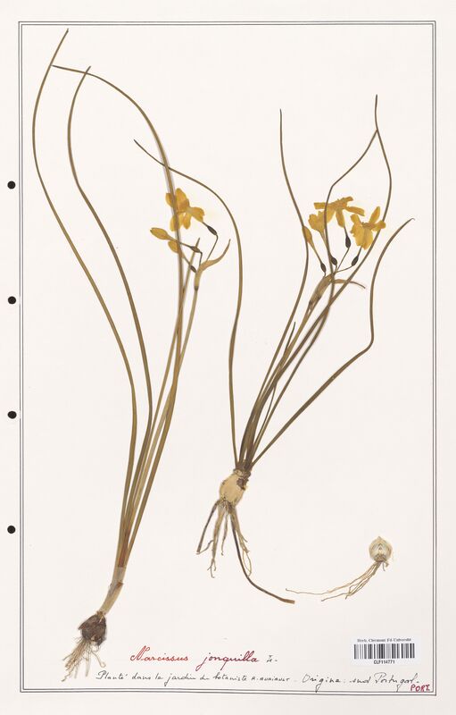 Narcissus jonquilla  (Amarylidacees)