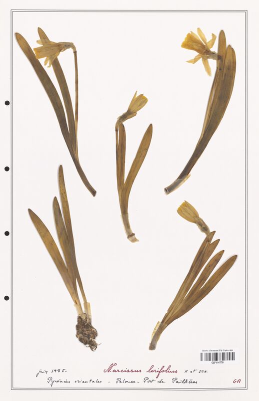 Narcissus lorifolius  (Amarylidacees)