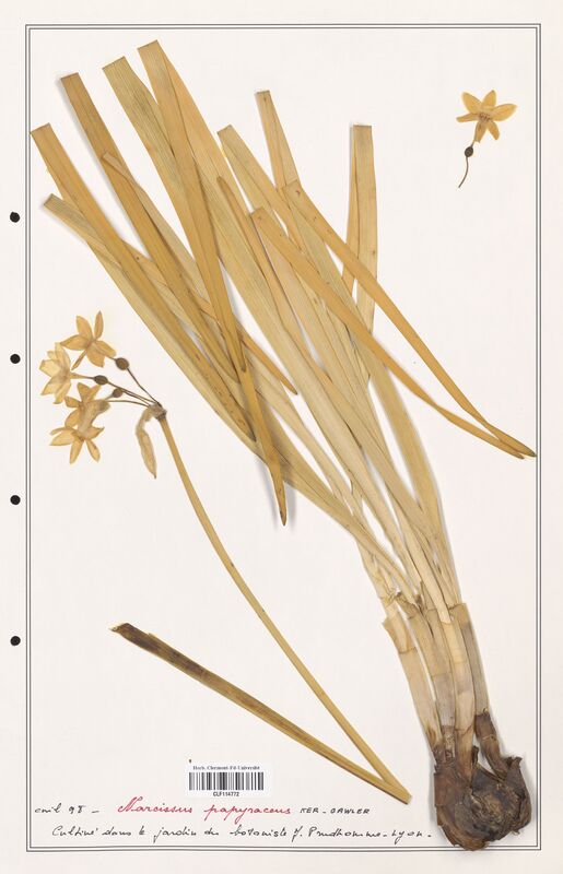 Narcissus papyracens  (Amarylidacees)