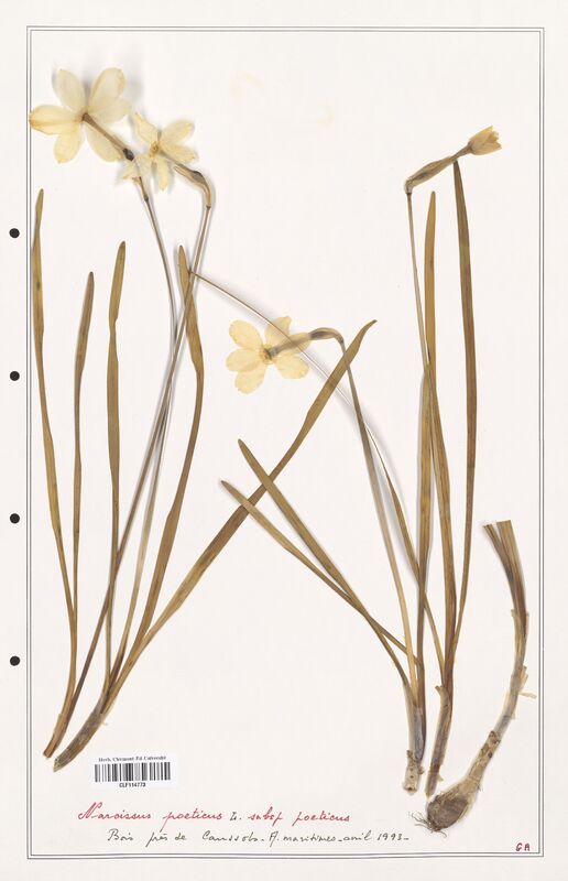 Narcissus poeticus  (Amarylidacees)