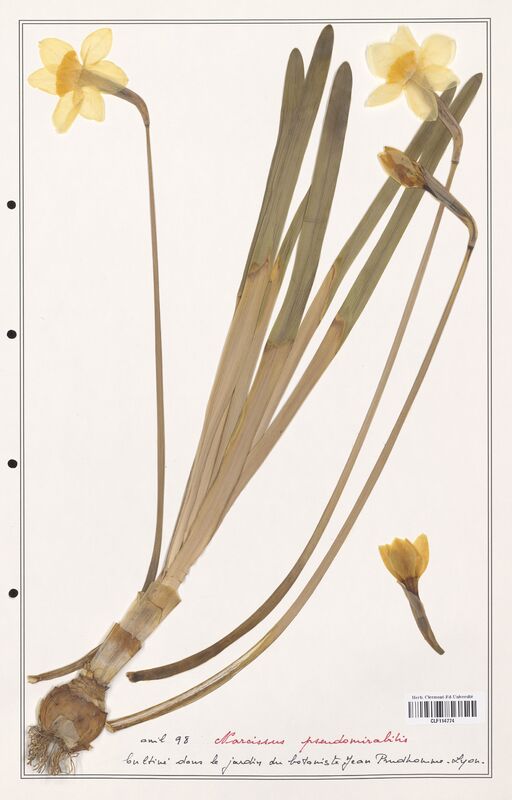 Narcissus pseudomirabitis  (Amarylidacees)