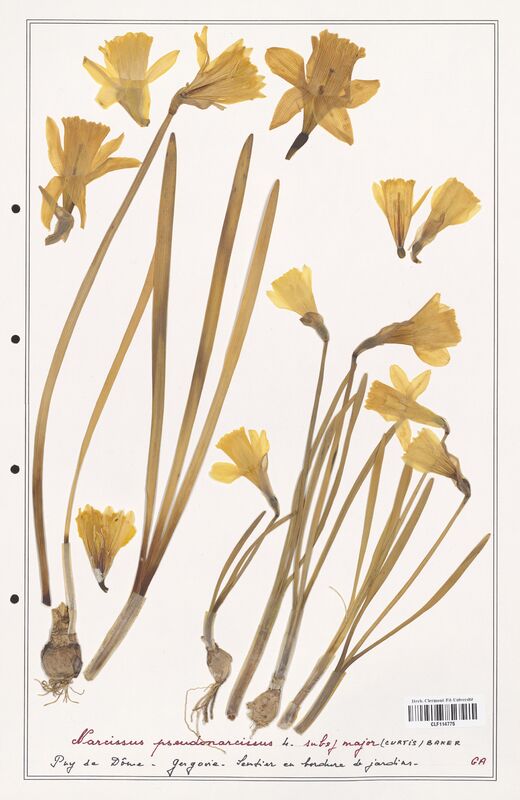 Narcissus pseudonarcissus  (Amarylidacees)