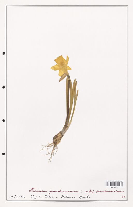 Narcissus pseudonarcissus  (Amarylidacees)