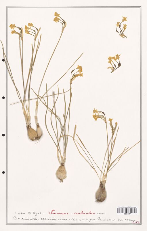 Narcissus scaberulus  (Amarylidacees)