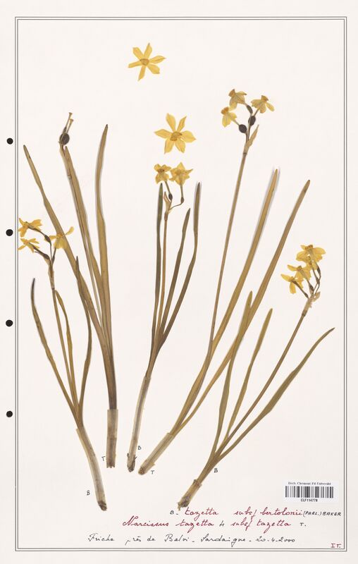 Narcissus tazetta  (Amarylidacees)