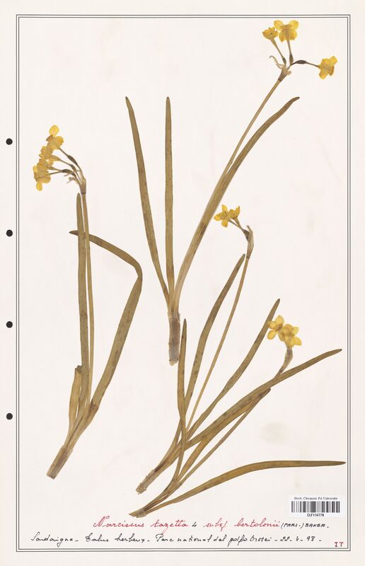 Narcissus tazetta  (Amarylidacees)