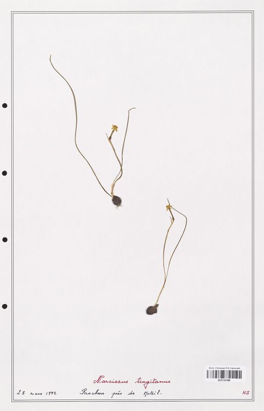 Narcissus tingitanus  (Amarylidacees)