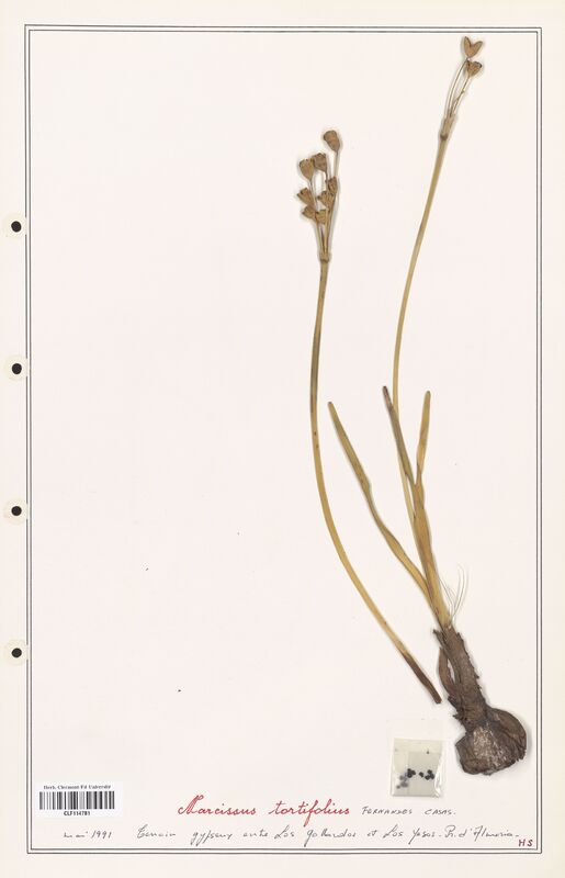 Narcissus tortifolius  (Amarylidacees)