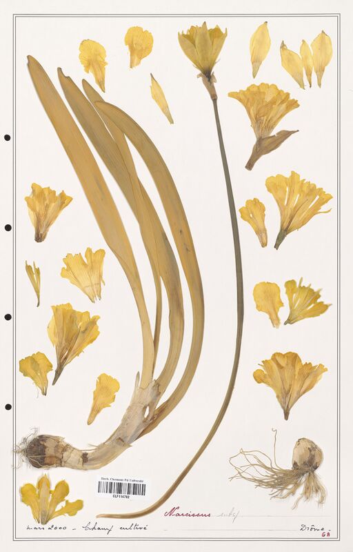 Narcissus   (Amarylidacees)