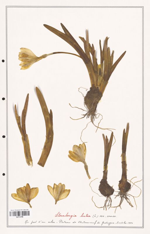 Sternbergia lutea  (Amarylidacees)