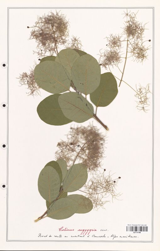 Cotinus coggygria  (Anacardiacees)