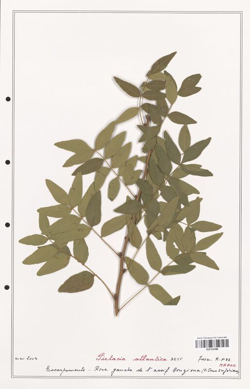 Pistacia atlantica  (Anacardiacees)