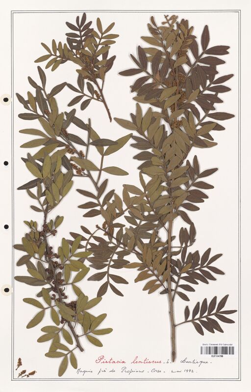 Pistacia lentiscus  (Anacardiacees)